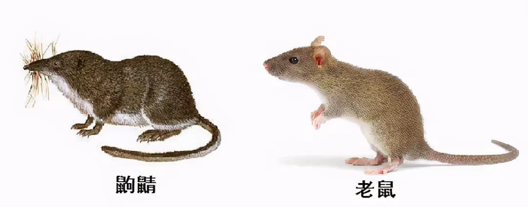 長的像老鼠的“小耗子”到底是什么？還會用毒