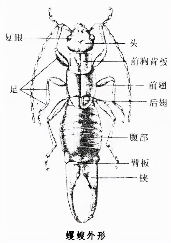 衛(wèi)生間“耳蟲(chóng)”是從哪來(lái)的？怎么將它們徹底消滅？