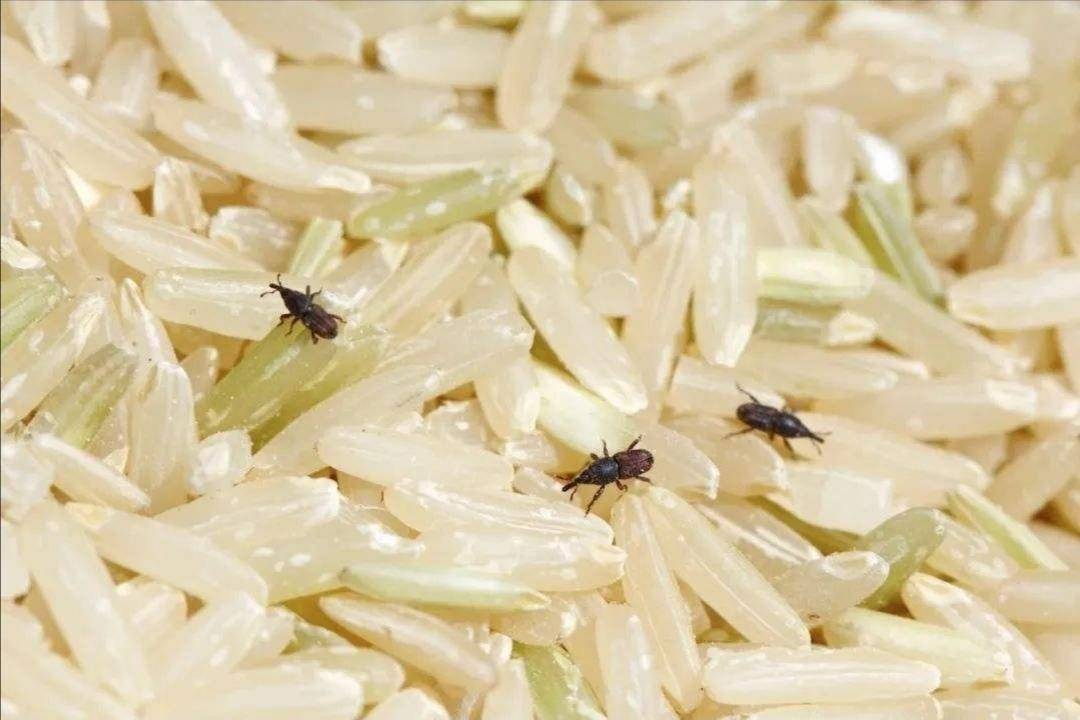 米和面為什么會無緣無故長蟲？其實你吃的飯都可能含有蟲卵