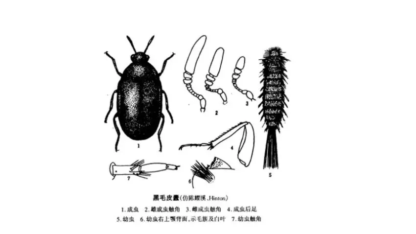 家里總出現(xiàn)這種黑色硬殼小蟲子，為什么？