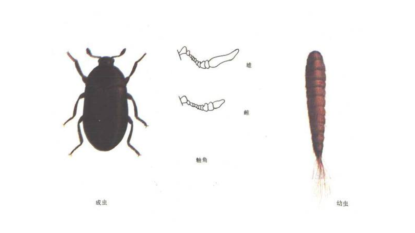 家里總出現(xiàn)這種黑色硬殼小蟲子，為什么？