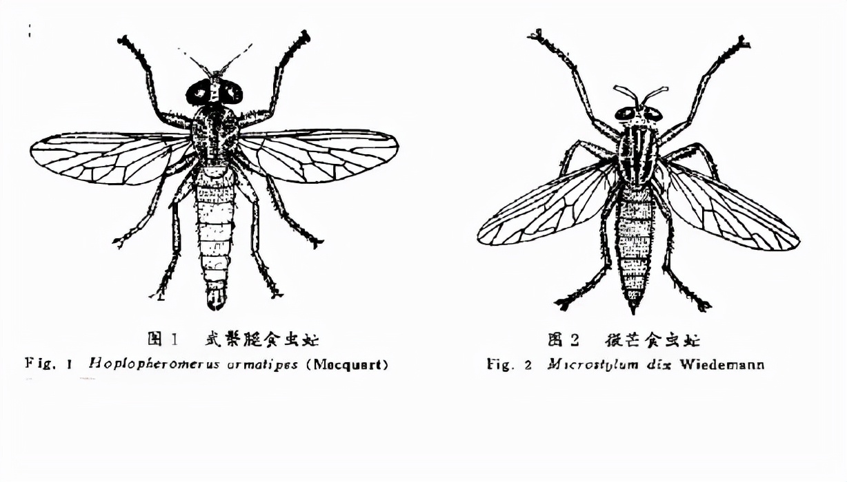 看著像個(gè)大蒼蠅，其實(shí)不是大蒼蠅，空戰(zhàn)之王食蟲虻