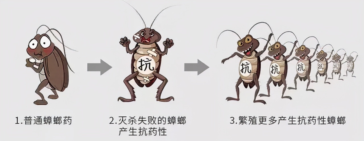 蟑螂到底能不能用腳踩？踩完之后腳底會不會有蟲卵？
